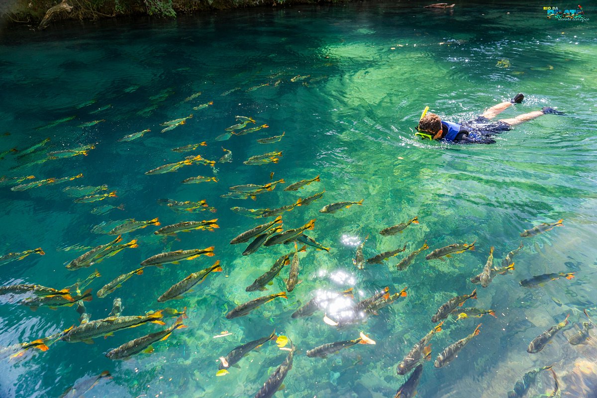 Bonito